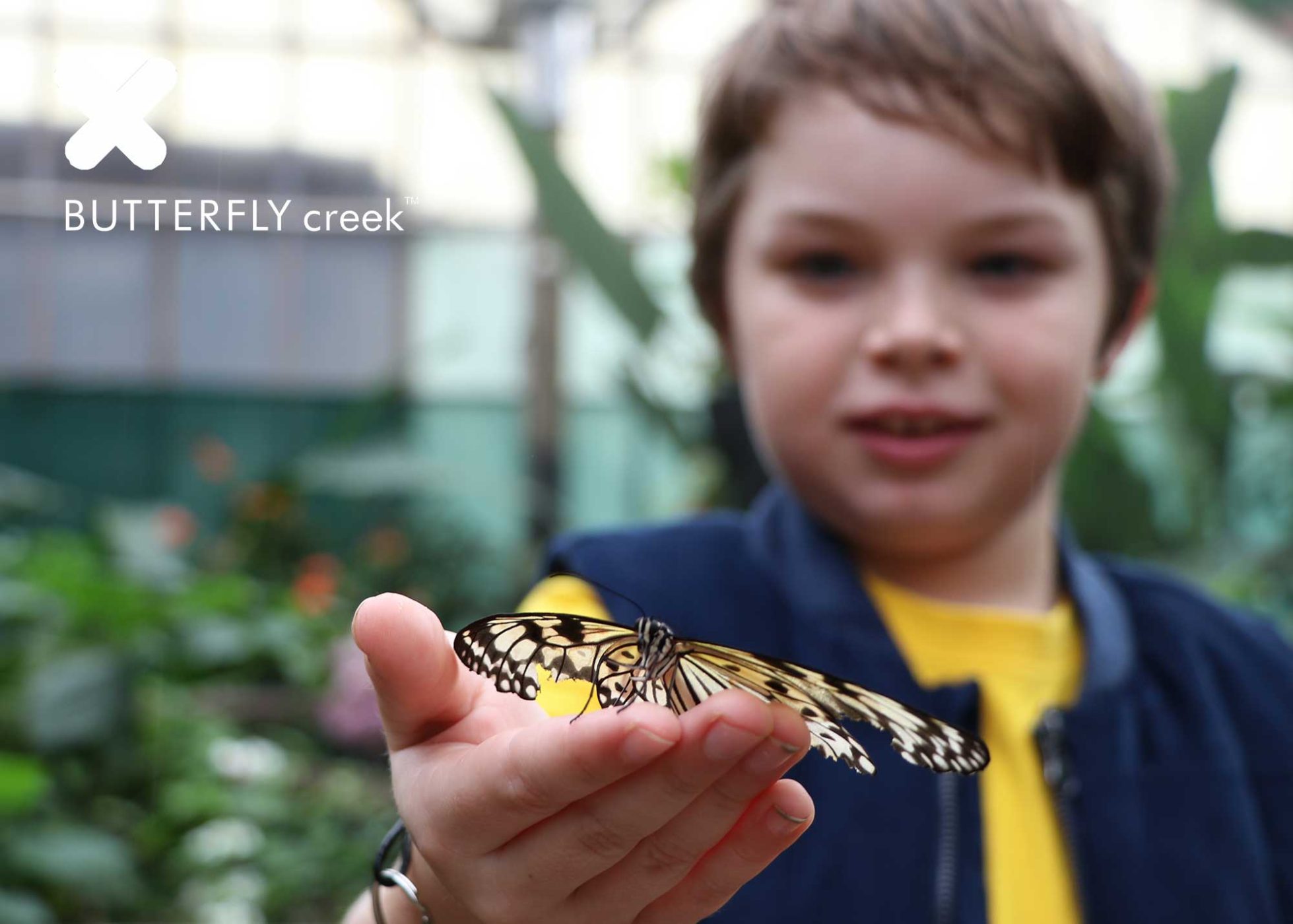 ButterflyCreek5-Logo