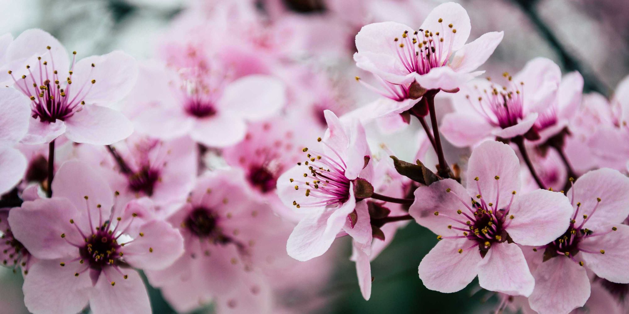 Cheery Blossom Spring-Banner