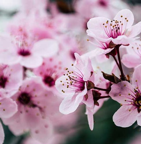 Cherry Blossom Spring-Small