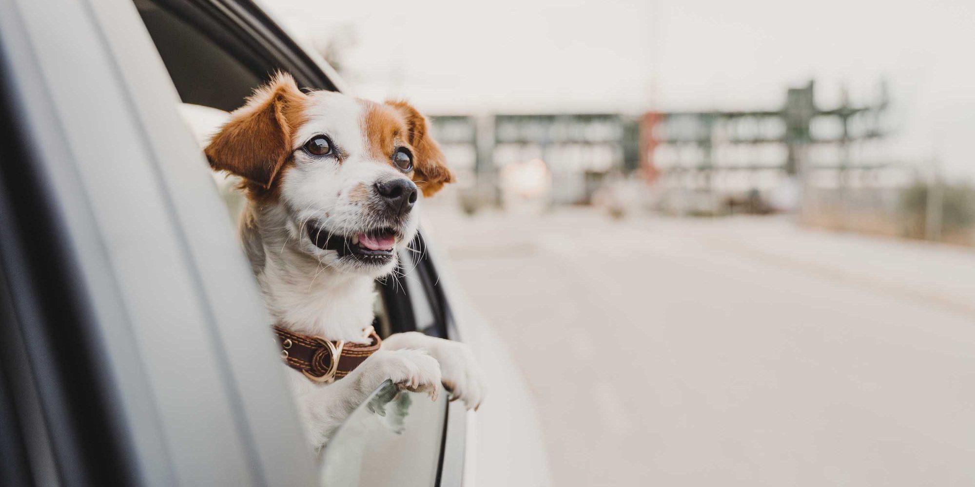 cute small jack russell dog in a car watching by the window. Ready to travel. Traveling with pets concept