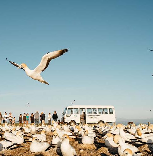 Gannet Colony Tour with Bus and People Small