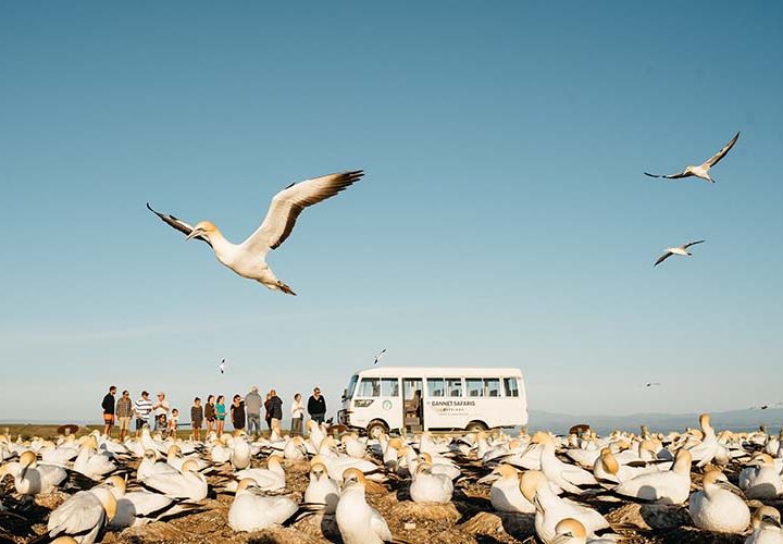 Gannet Colony Tour with Bus and People Small
