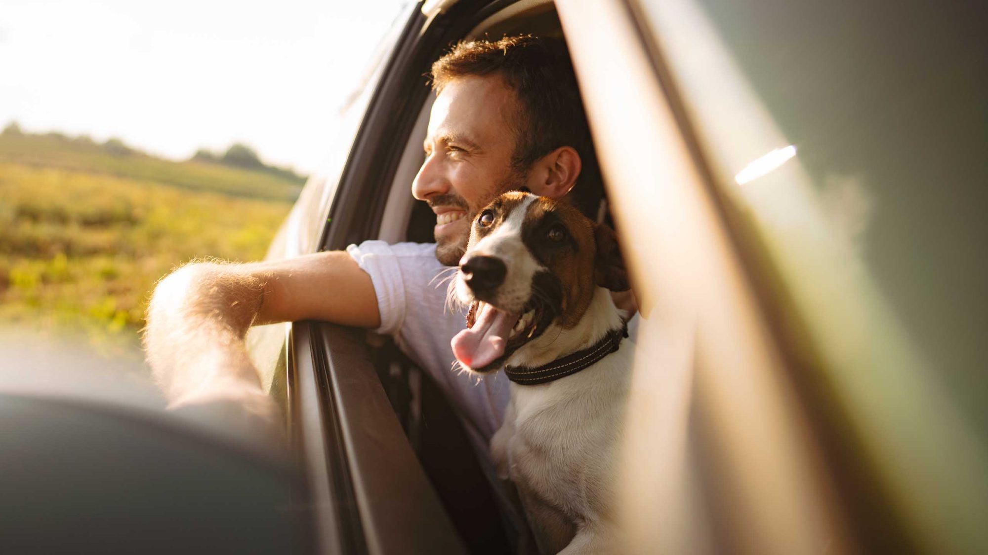 Ride pet. Дог дорожный. Дога в дорогу на машине. Driving with Dog.