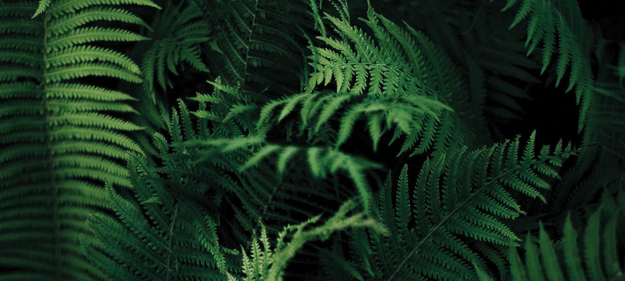 General-Ferns-Nature-Plants-Forest-2-Banner