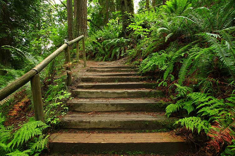 Pacific Northwest rainforest hiking trail
