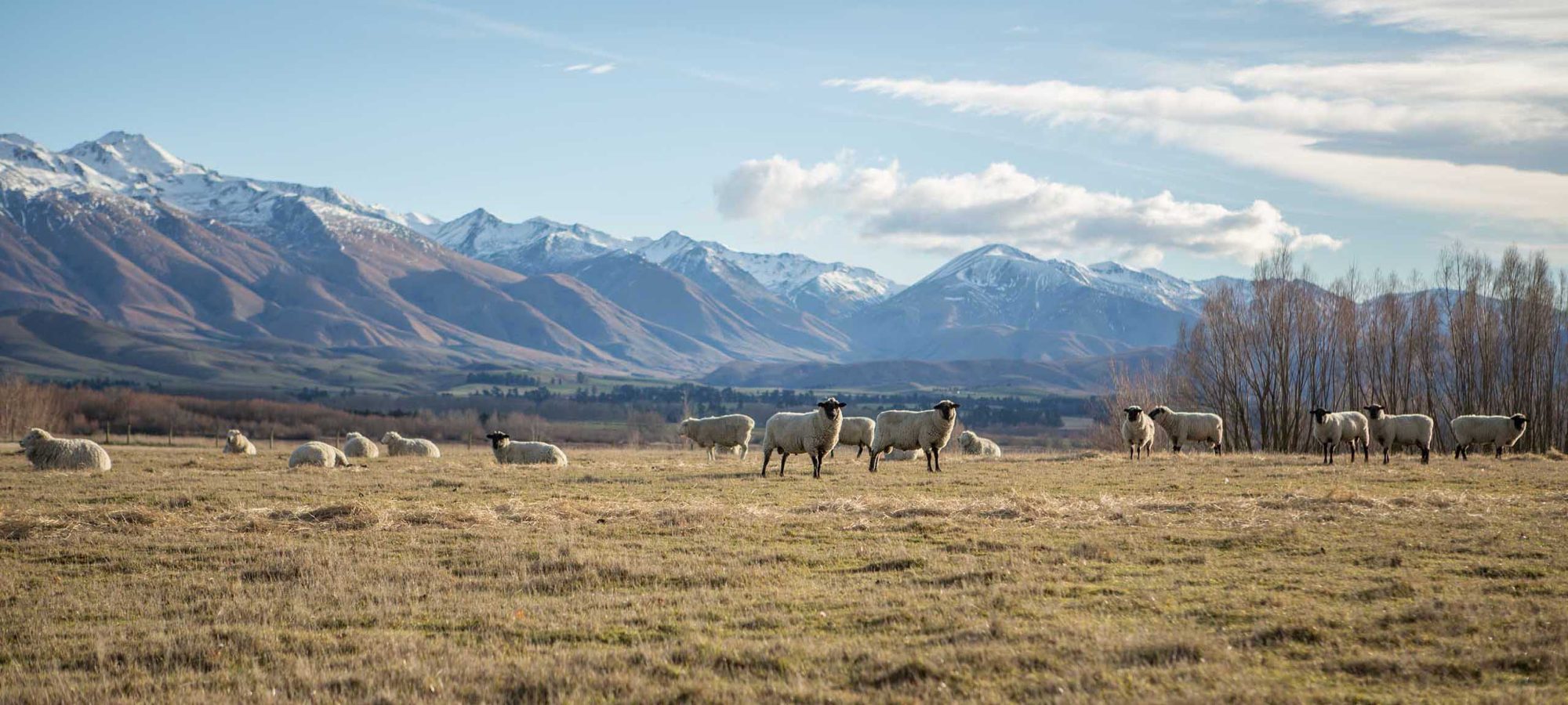 Herd of sheep in meadow with snowcapped mountain in background