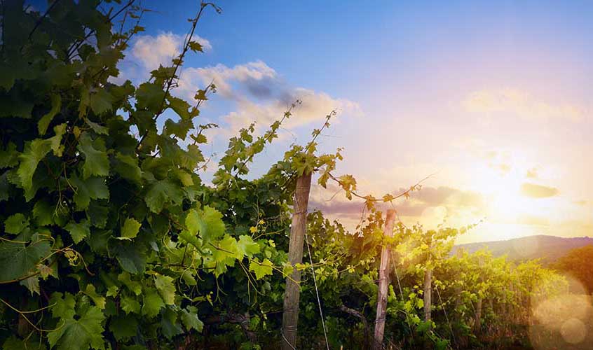 Sunrise over grape Vineyard; summer winery region morning landscape