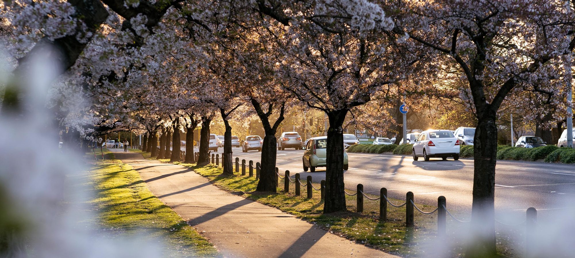 Hagley-Park-Spring-Blossoms-Christchurch-Banner