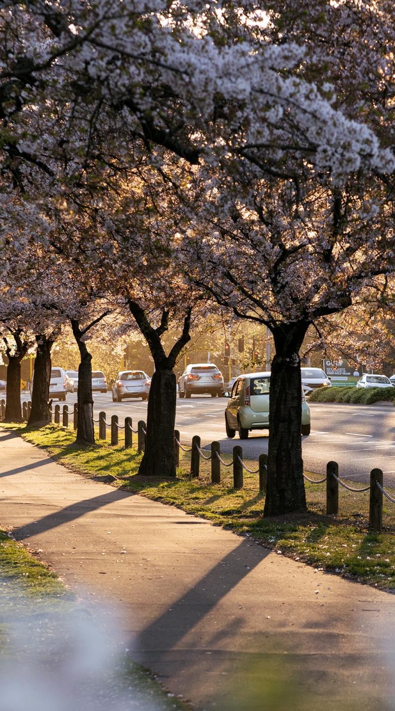 Hagley-Park-Spring-Blossoms-Christchurch-Mobile-Banner