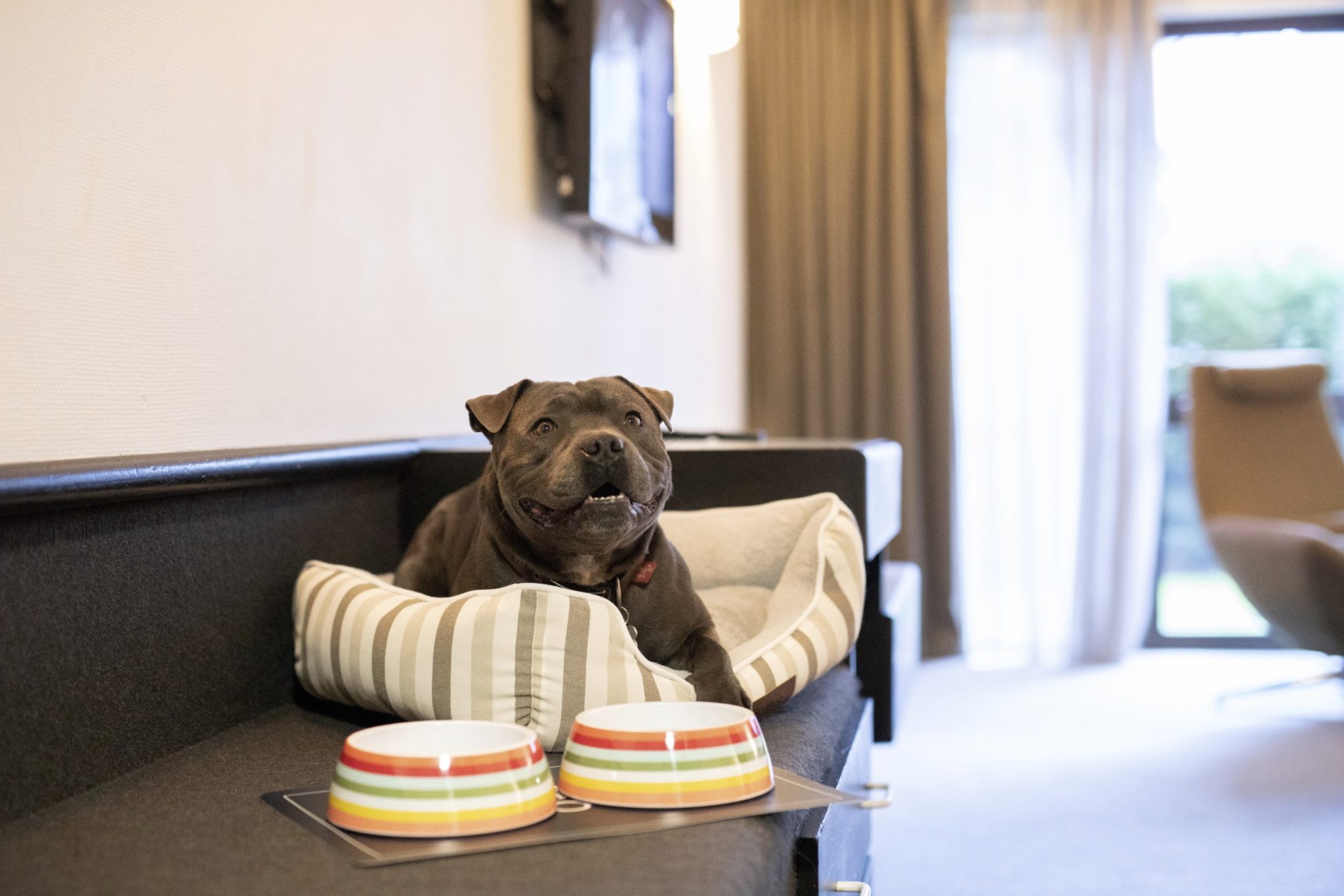 Heartland -hotel-queenstown-dog-friendly-room-banner