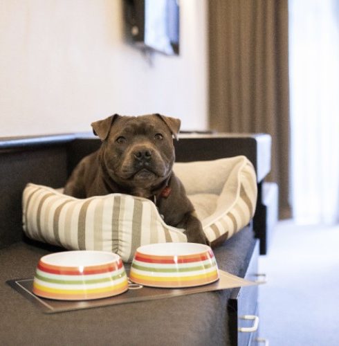 Heartland -hotel-queenstown-dog-friendly-room-small
