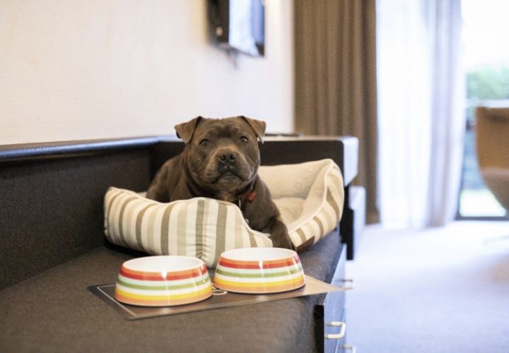 Heartland -hotel-queenstown-dog-friendly-room-small