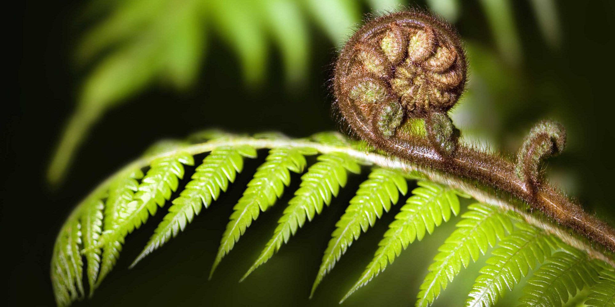 Koru Fern-Banner