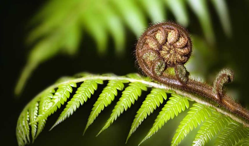 Koru Fern-Small