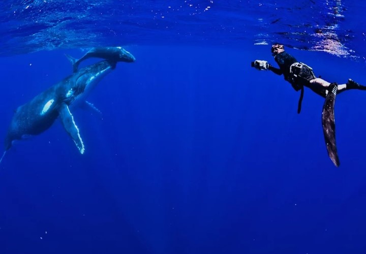 Niue-Blue-Whale-tours