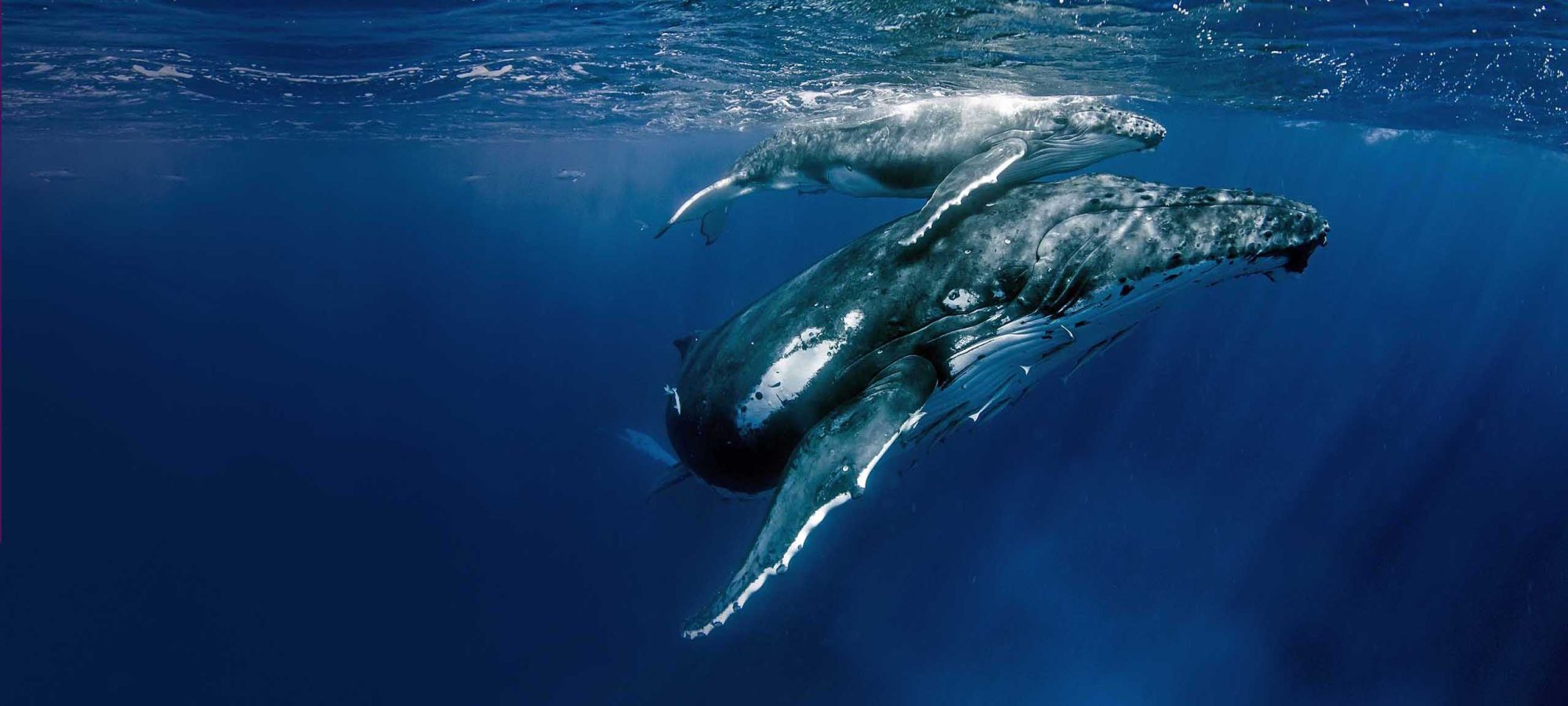 Niue-Island-Whales-Underwater-Wildlife-Banner