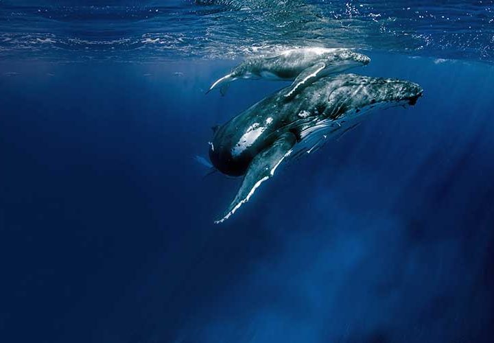 Niue-Island-Whales-Underwater-Wildlife-Small