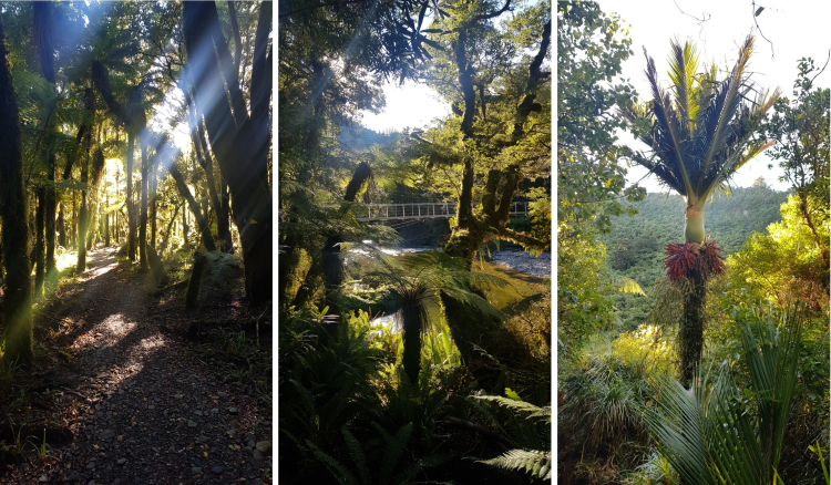 Paparoa Track - final day sights