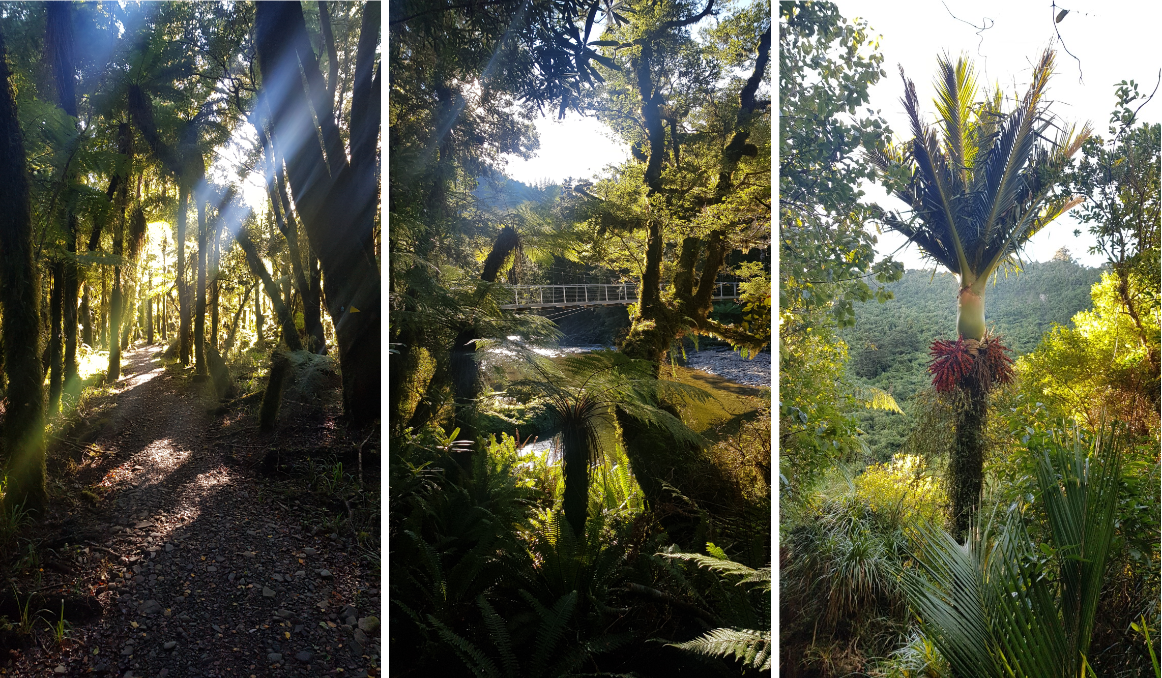 Walk through stunning forests on the final day of the Paparoa Track