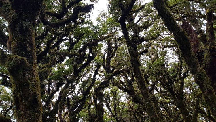 Paparoa National Park - Paparoa Track