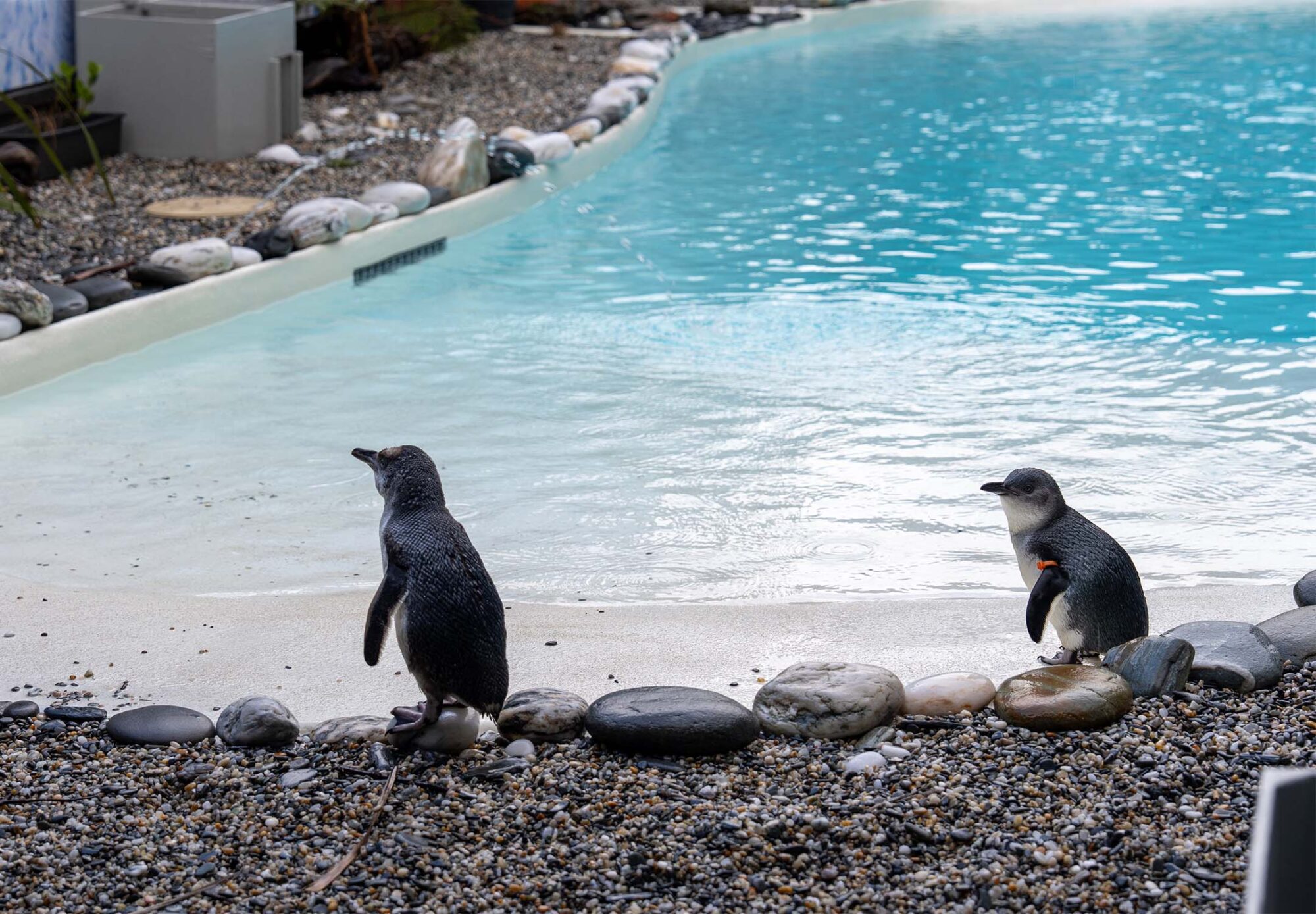 Penguin Encounter- Credit DWC 38_website_regular