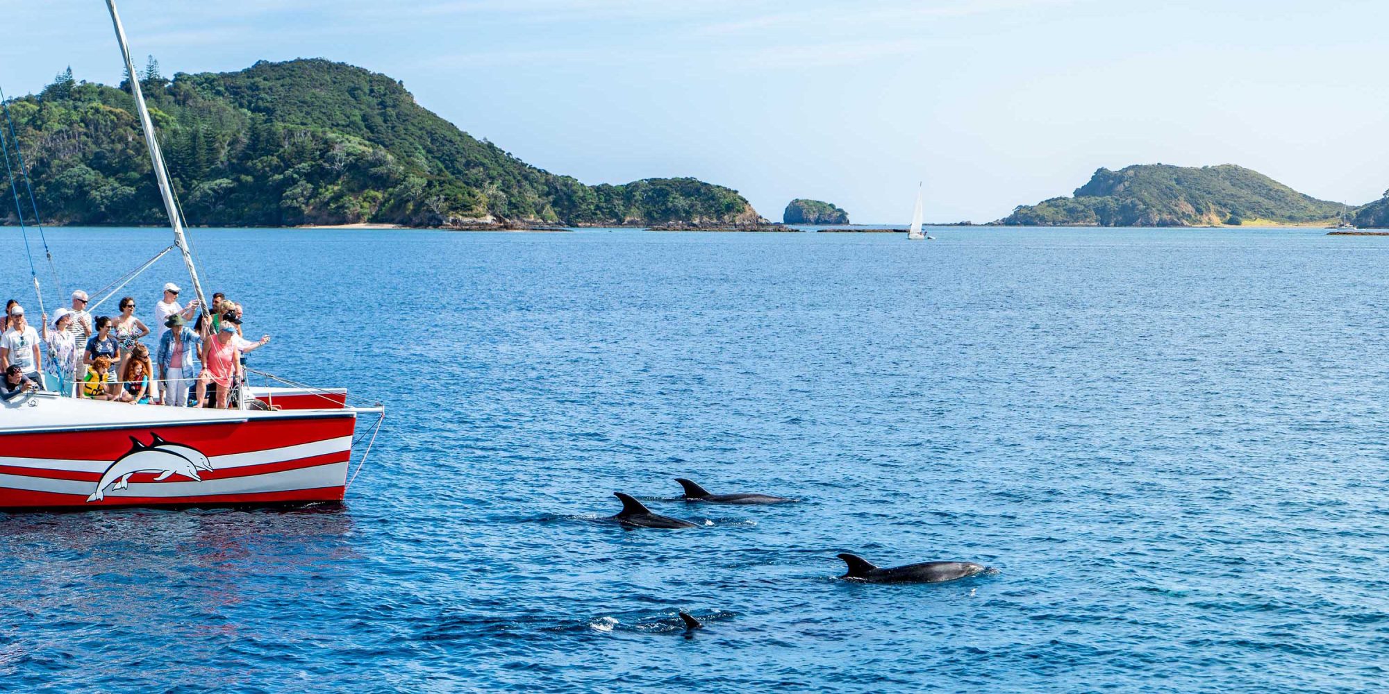 Region-Bay-of-Islands-Dolphins-Boat-Cruise-Banner