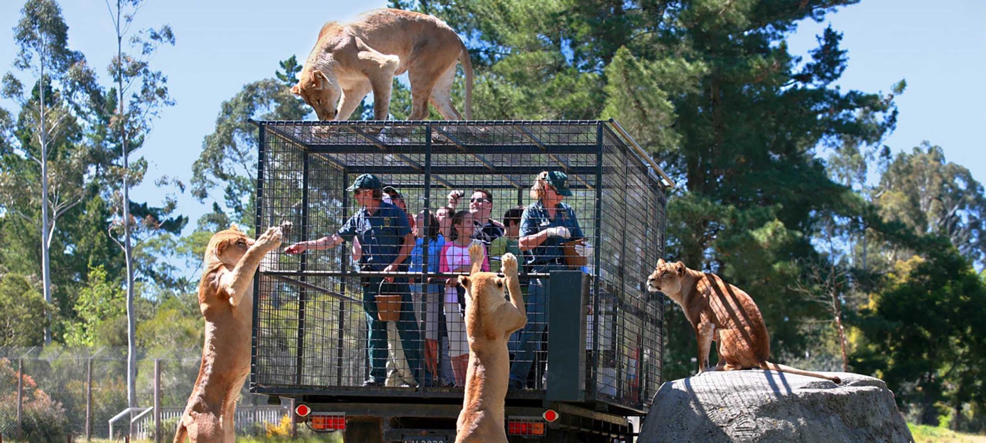 Region-Christchurch-Orana-Park-Lions-People-Activities-Family-Friendly-Banner