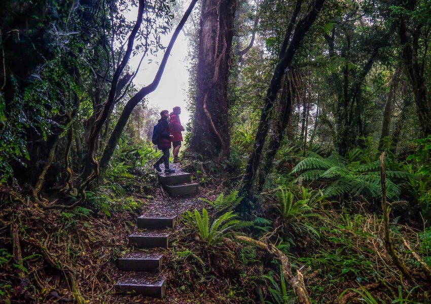 Region-Dunedin-Eco-Sanctuary-Cloud-Forest-Walk-People-Nature-Regular