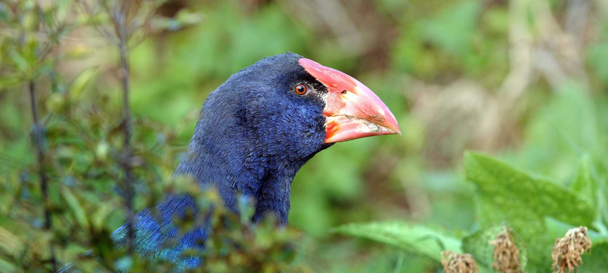 Region-Dunedin-Eco-Sanctuary-Takahe-Bird-Wildlife-Banner