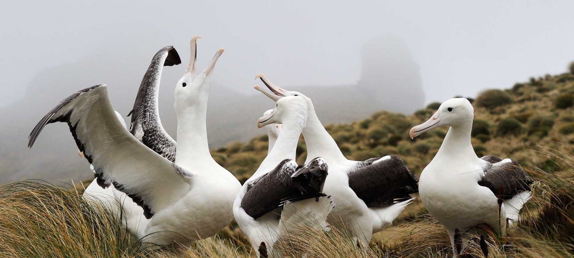 Region-Dunedin-Otago-Albatross-Wildlife-Nature-Banner