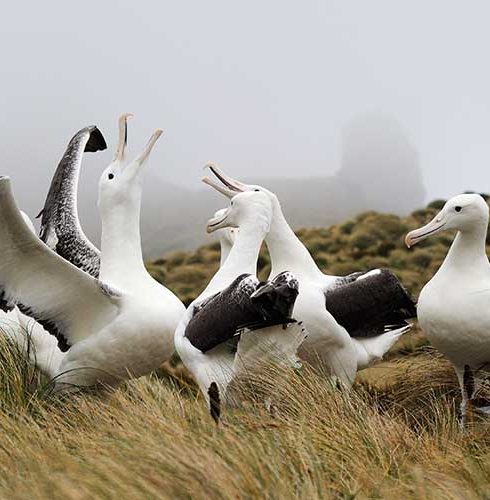 Region-Dunedin-Otago-Albatross-Wildlife-Nature-Small