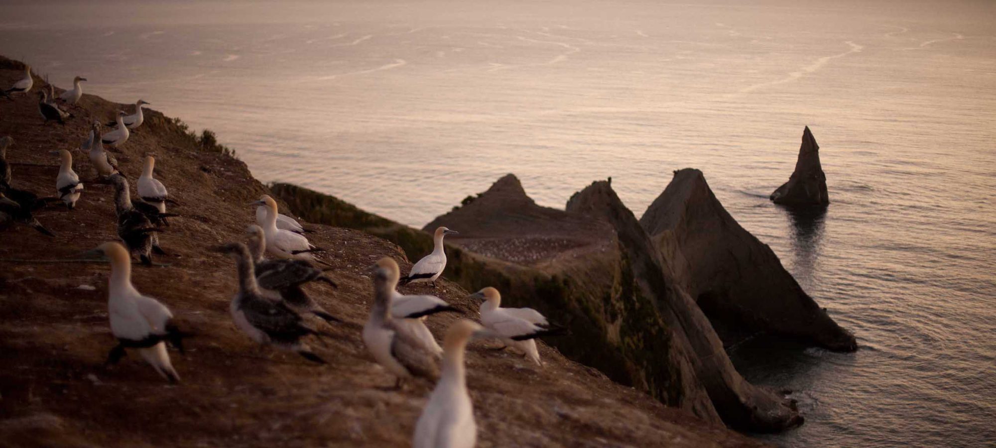 Region-Hawkes-Bay-Napier-Gannet-Colony-Cape-Kidnappers-Wildlife-Sunset-HBT-Photo-Credit-Banner