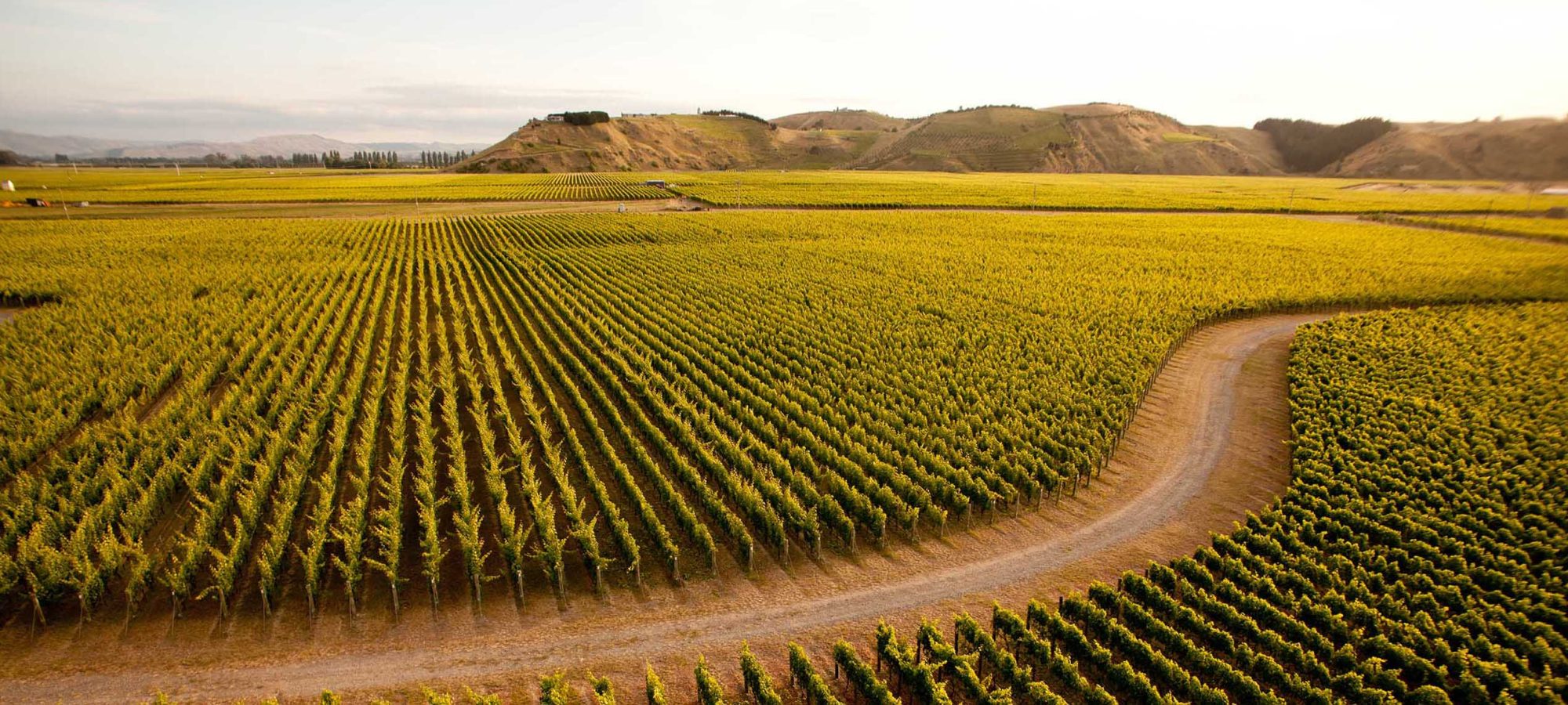 Region-Hawkes-Bay-Napier-Winery-Vineyard-Banner