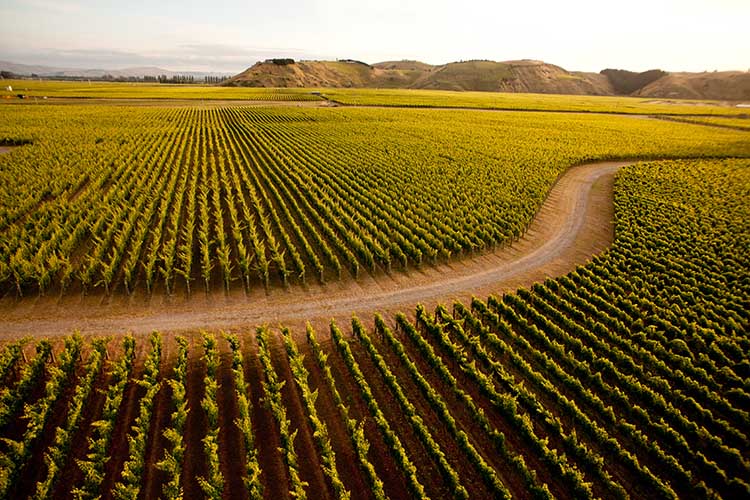 Region-Hawkes-Bay-Napier-Winery-Vineyard-Small