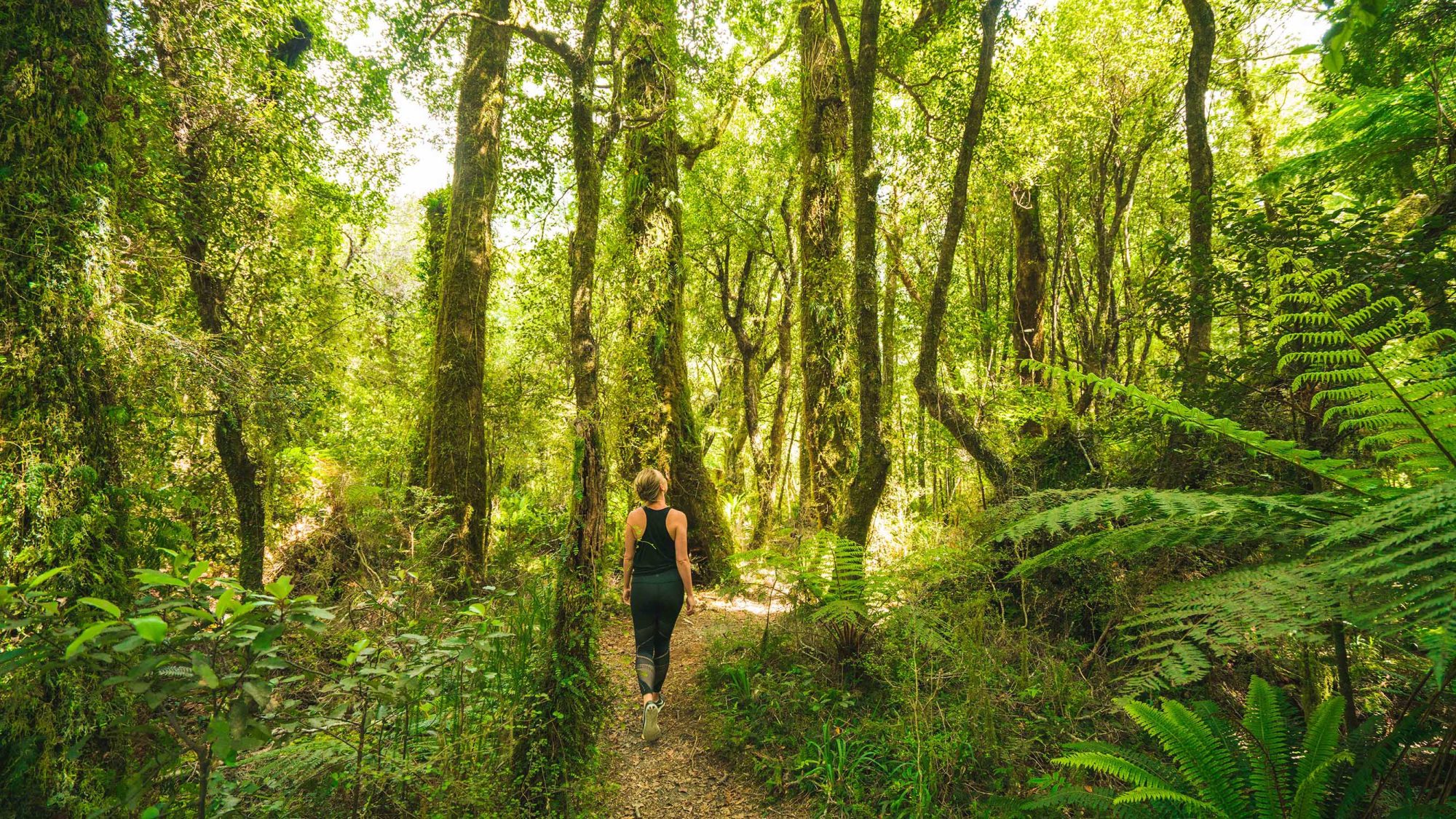 Region-West-Coast-Forest-Ferns-Walk-People-Regular
