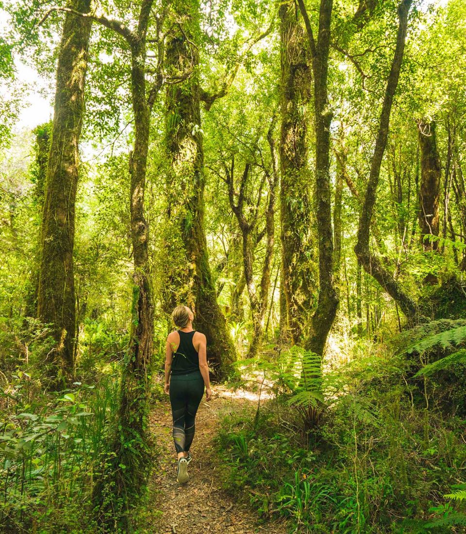 Region-West-Coast-Forest-Ferns-Walk-People-Regular
