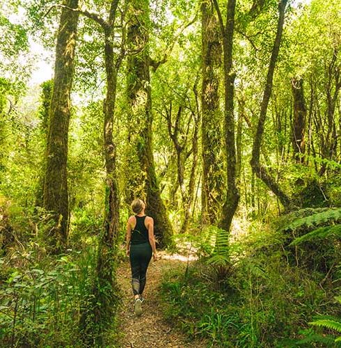 Region-West-Coast-Forest-Ferns-Walk-People-Small