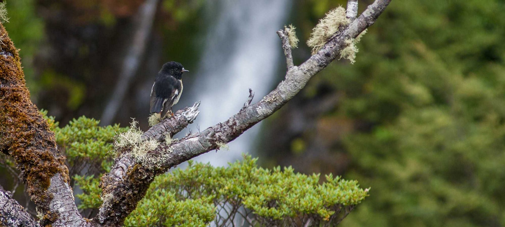 Region-West-Coast-Nature-Forest-Bird-Wildlife-Banner