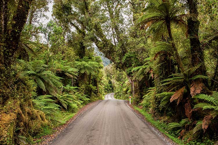 Region-West-Coast-Rainforest-Road-Ferns-Small