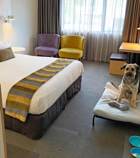Scenic-Hotel-Marlborough-Pet-Friendly-Room-Regular