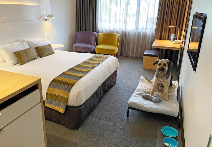 Scenic-Hotel-Marlborough-Pet-Friendly-Room-Regular