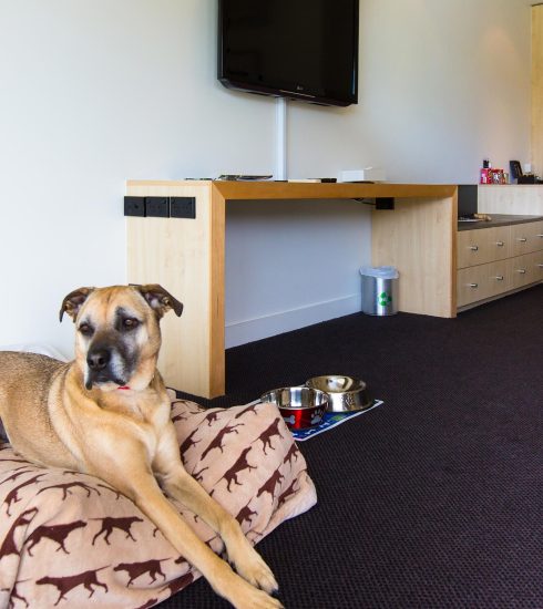 Scenic-Hotel-Te-Pania-Pet-Friendly-Room-Regular