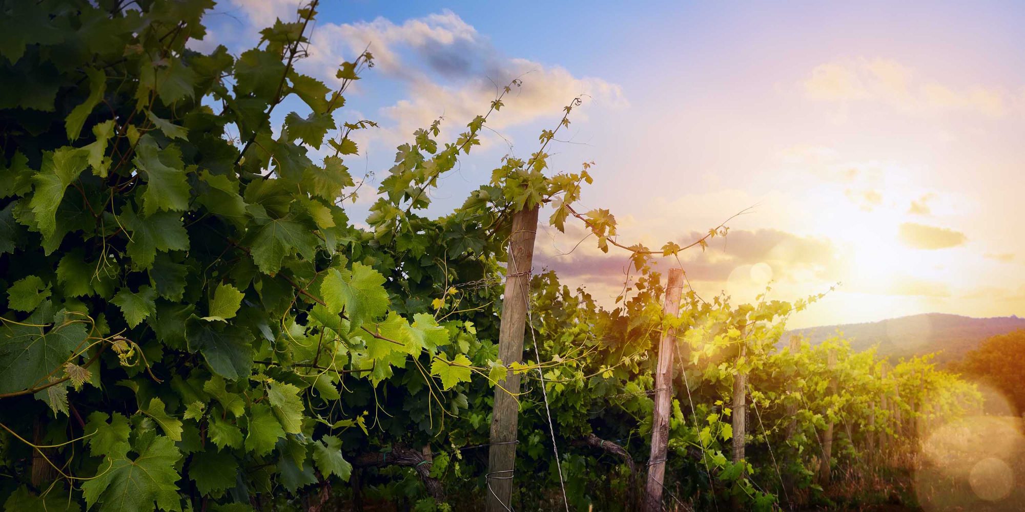 Sunrise over grape Vineyard; summer winery region morning landscape