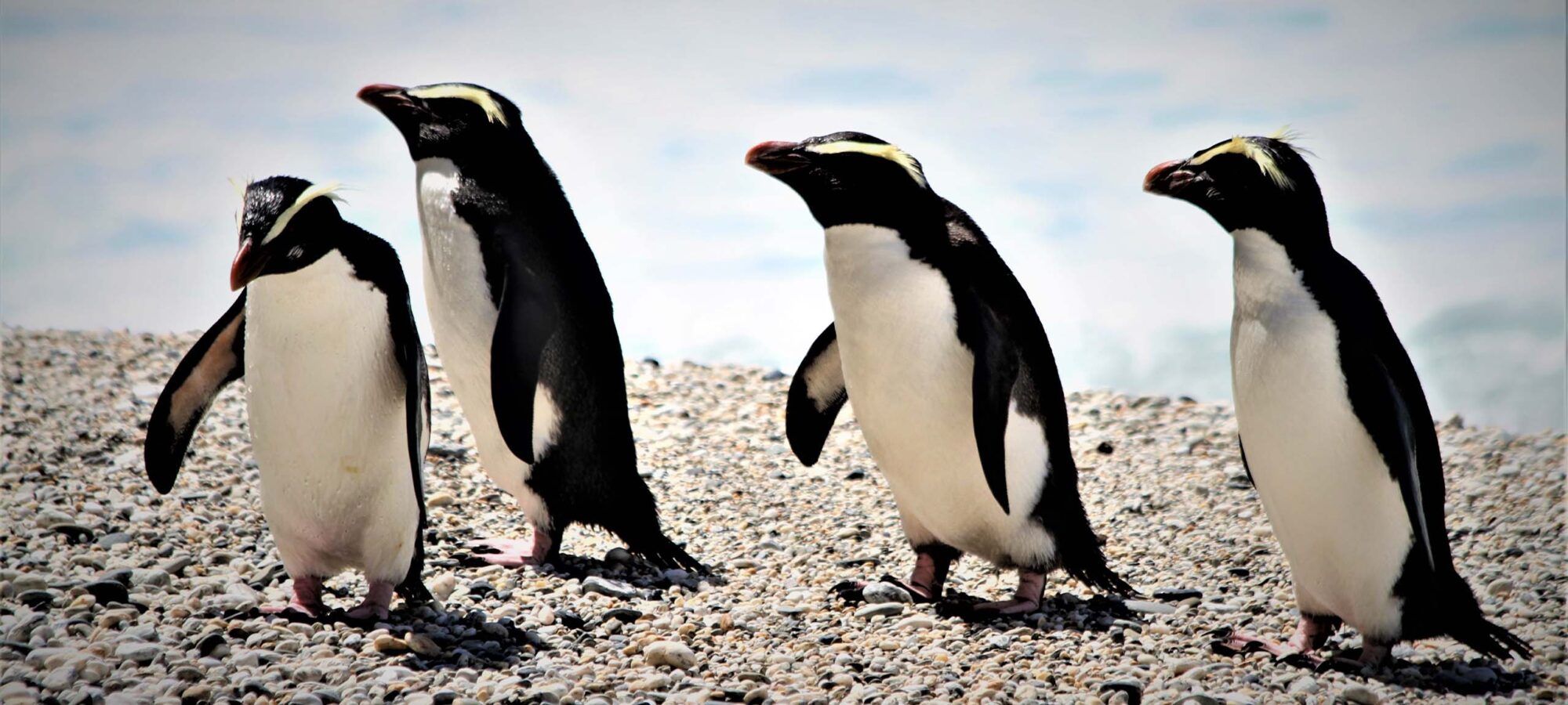 Tawaki Fiordland Crested Penguin_Website_Banner