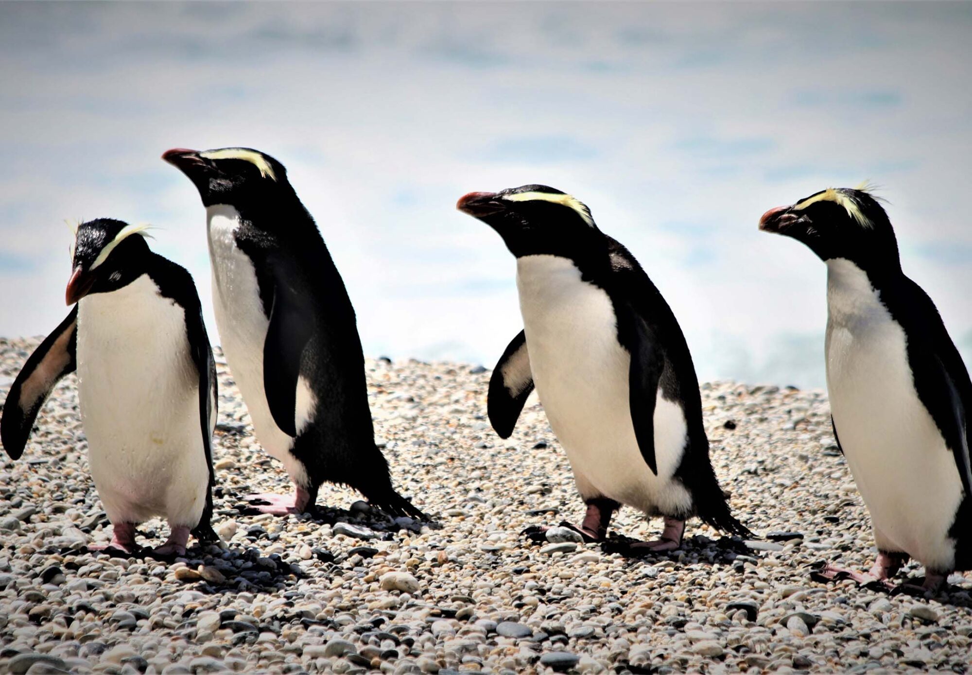 Tawaki Fiordland Crested Penguin_Website_Regular