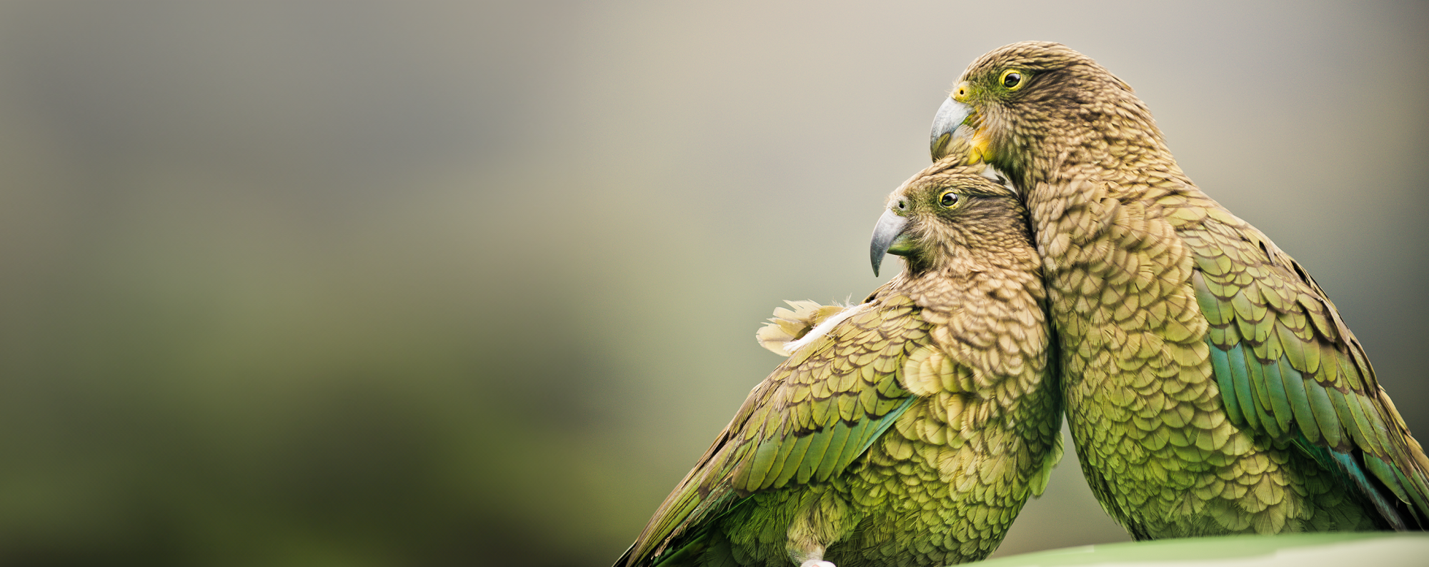 Two Keas Sustainable Scenic banner image