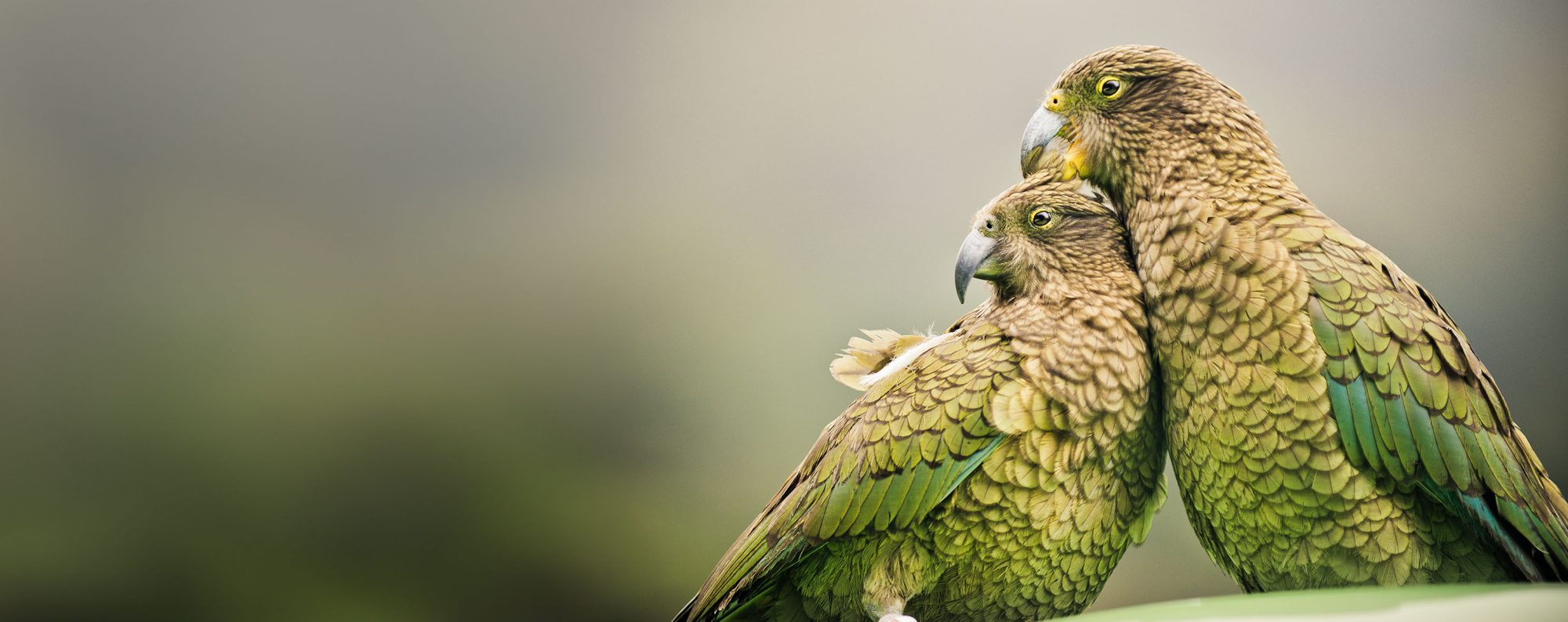 Two Keas Sustainable Scenic banner image-resize