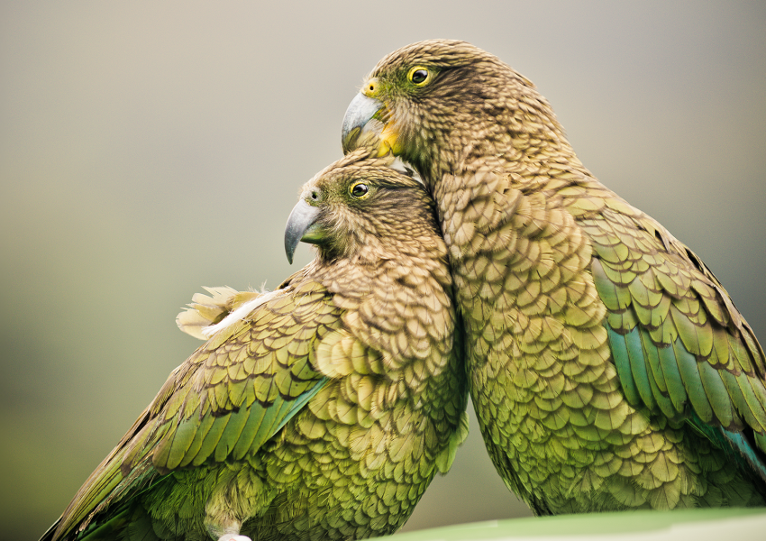 Two Keas Sustainable Scenic regular