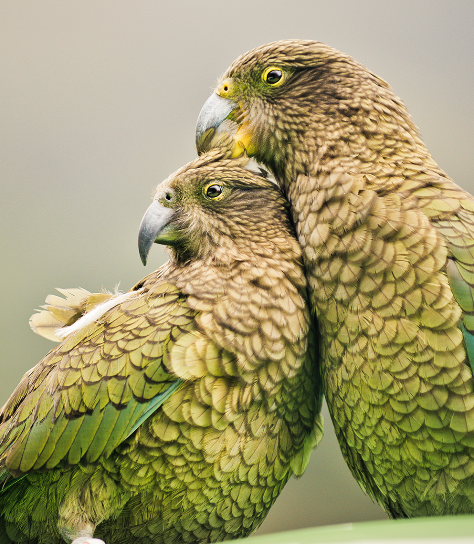 Two Keas Sustainable Scenic regular