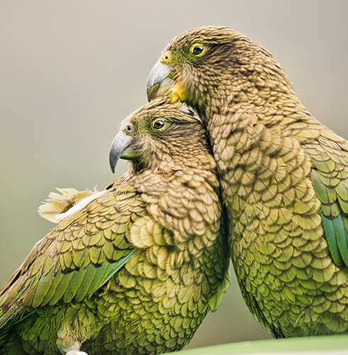 Two Keas Sustainable Scenic small
